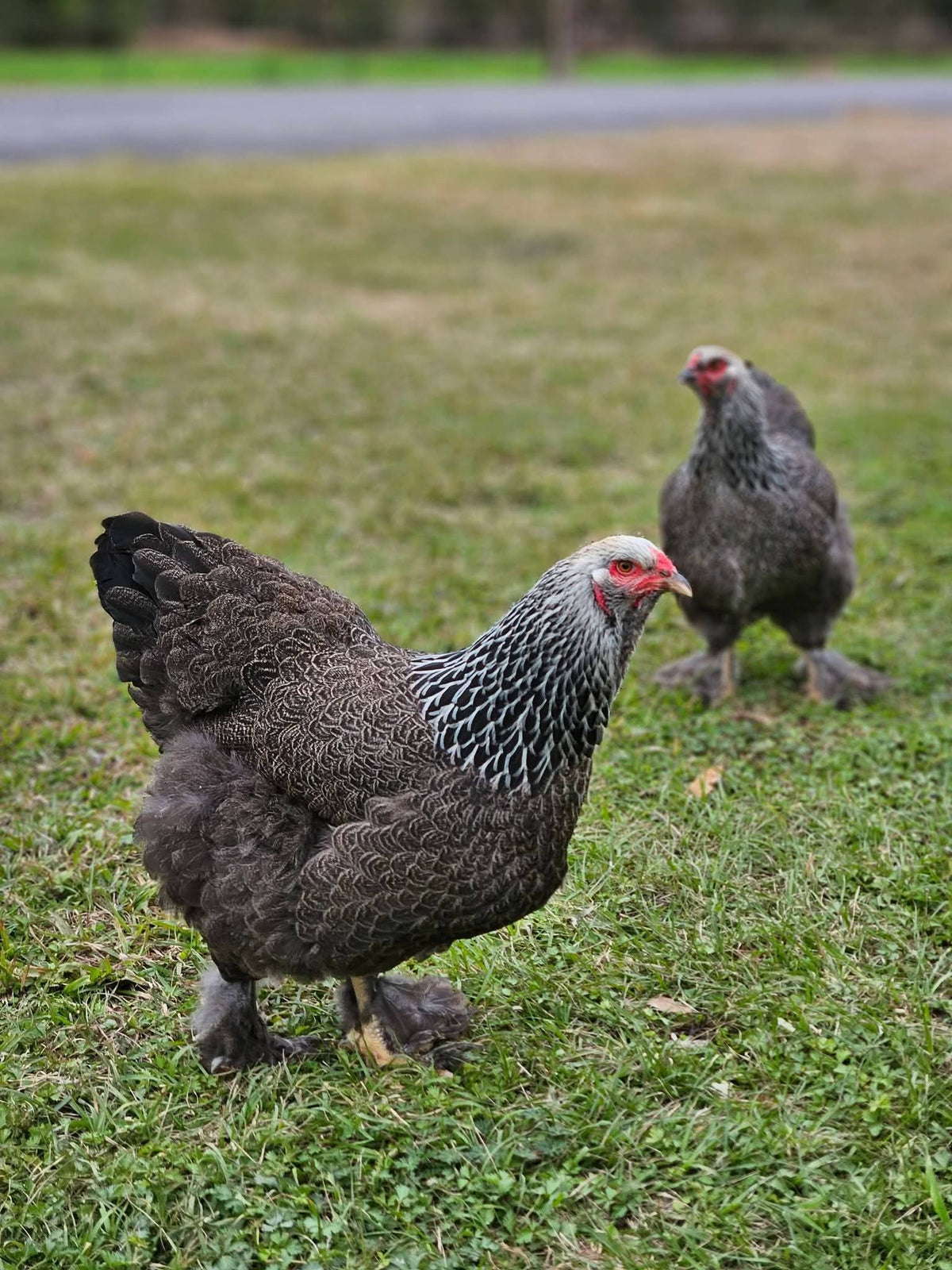 Dark Brahma