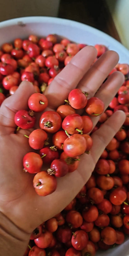Mayhaw Berries - Seasonal