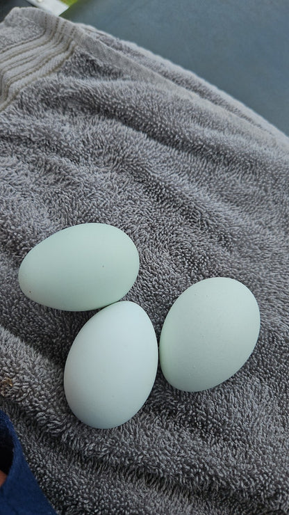 Blue, Black, And Splash Ameraucana