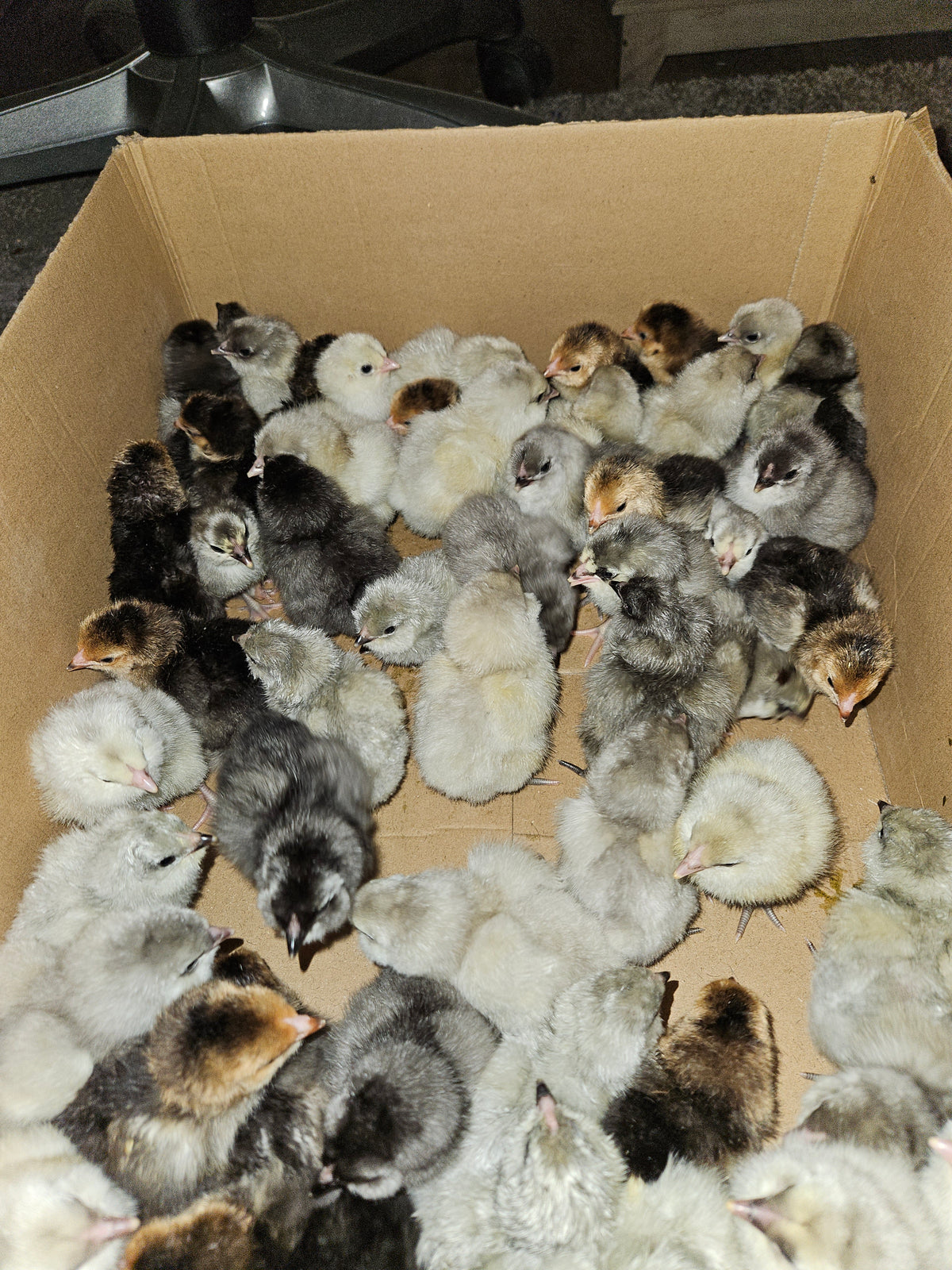 Blue, Black, And Splash Ameraucana