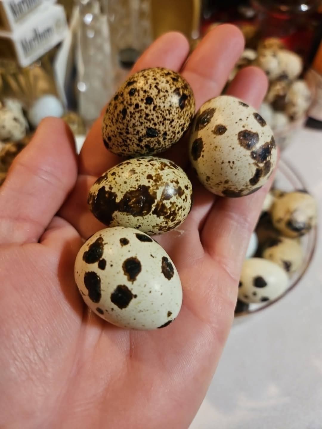 Jumbo Brown Coturnix