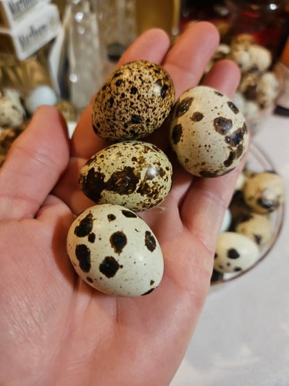 Jumbo Brown Coturnix