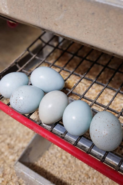 Standard True Blue Celadon Coturnix
