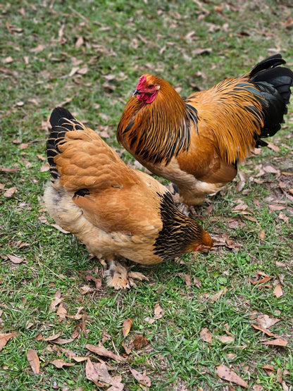 Buff Brahma