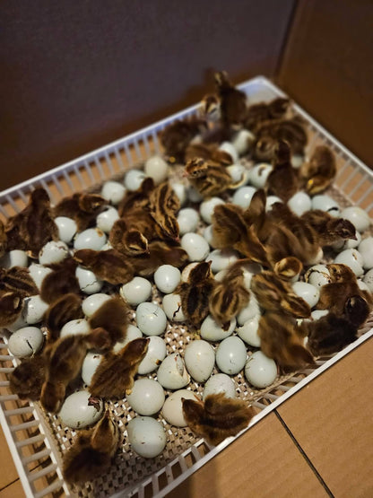 Standard True Blue Celadon Coturnix