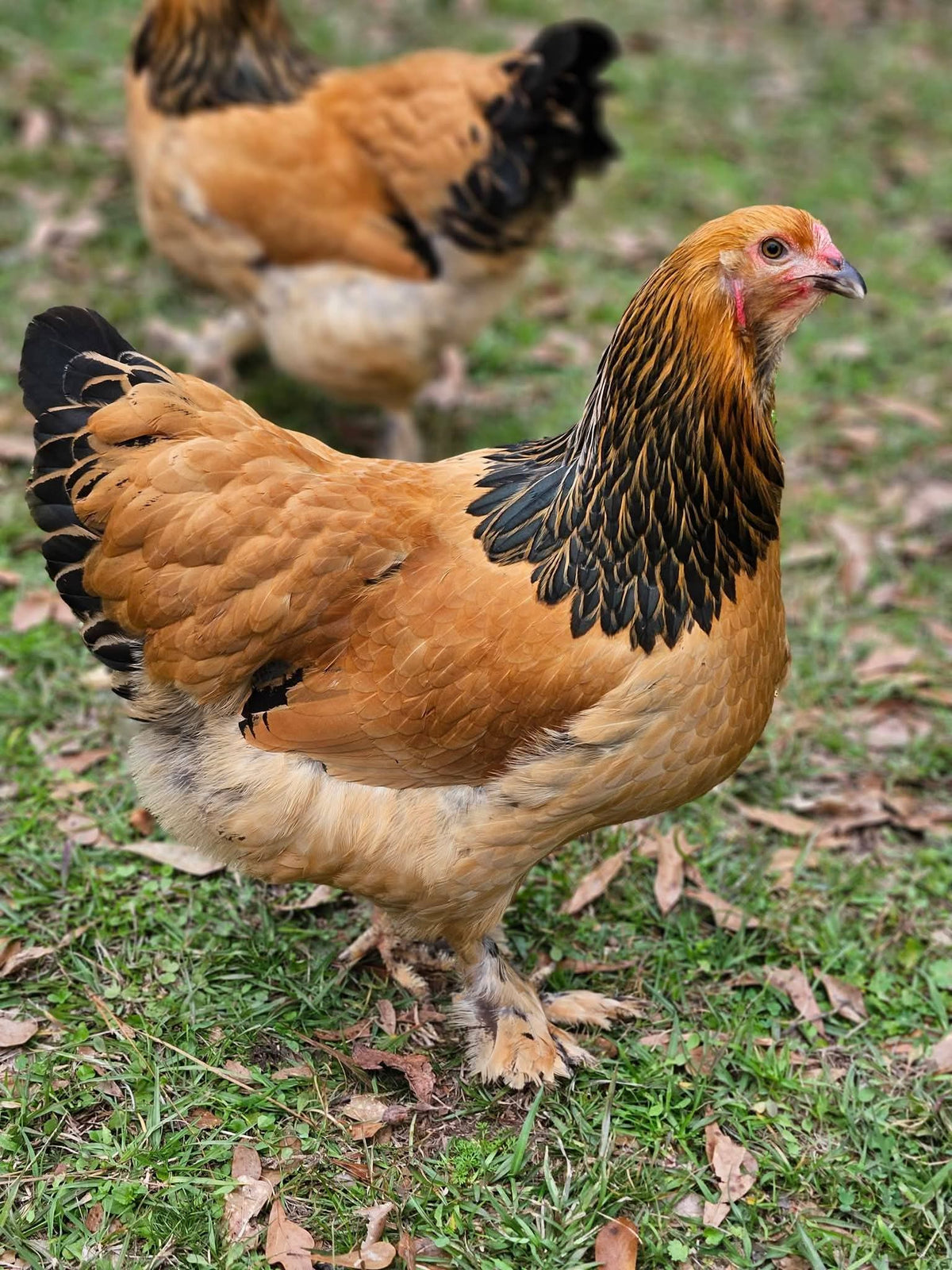 Buff Brahma
