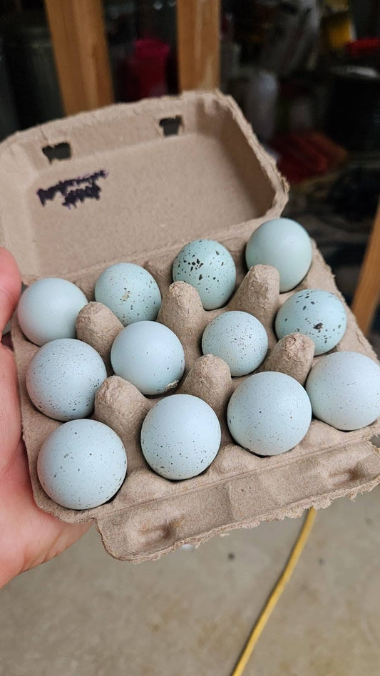 Standard True Blue Celadon Coturnix