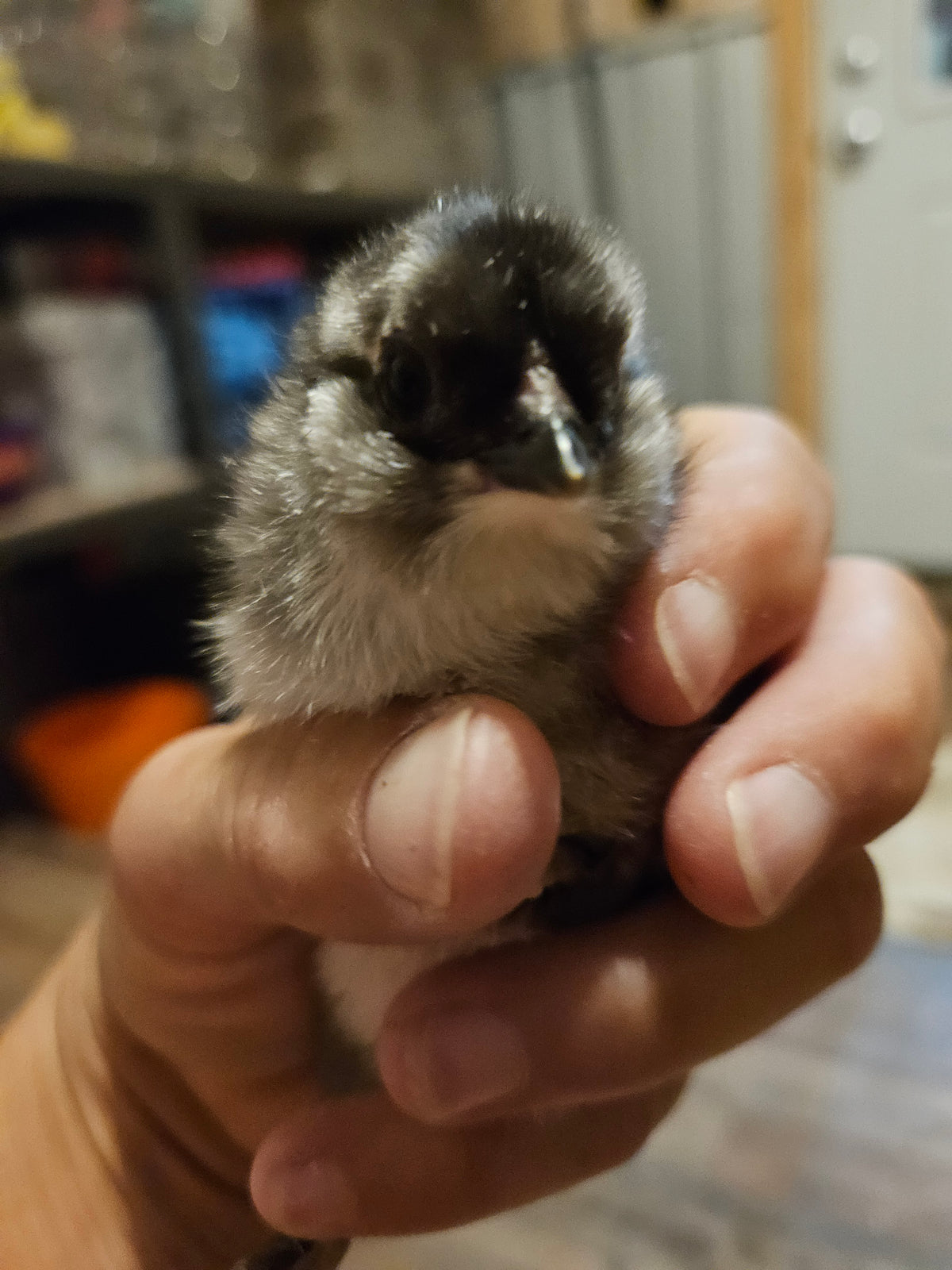 Blue, Black, And Splash Ameraucana