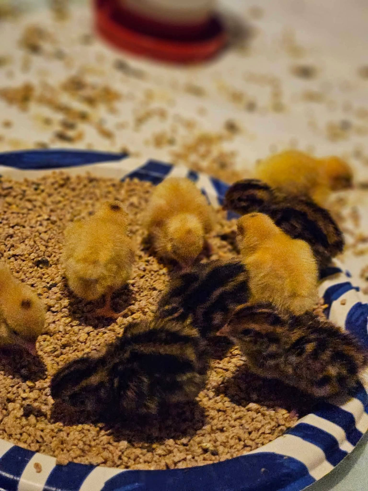 Jumbo Brown Coturnix