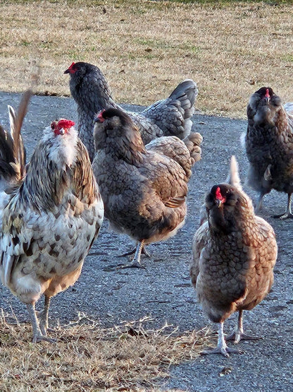 Blue, Black, And Splash Ameraucana