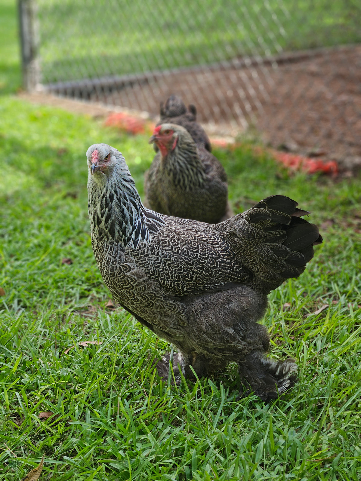 Dark Brahma
