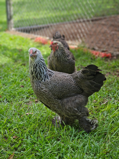 Dark Brahma