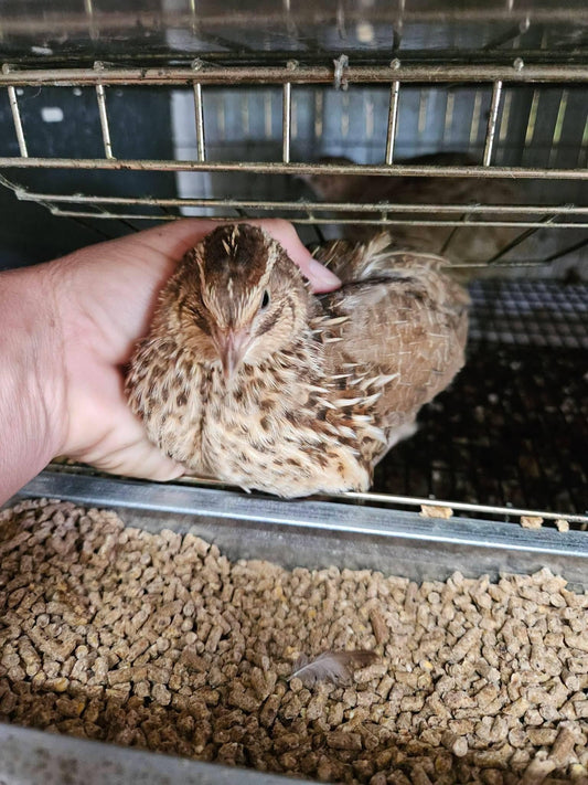 Jumbo Brown Coturnix