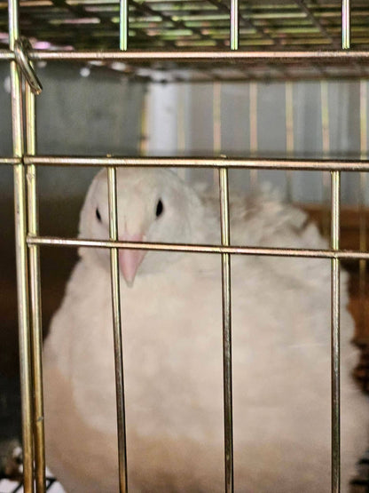 Jumbo white Coturnix