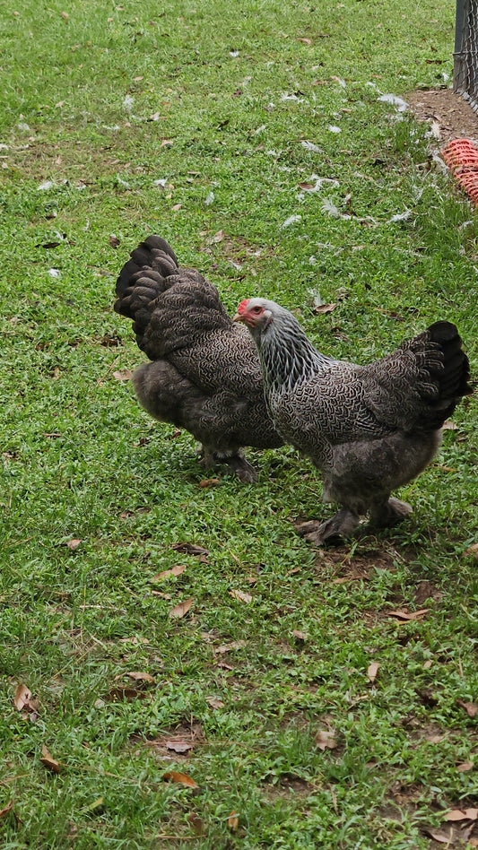 Dark Brahma