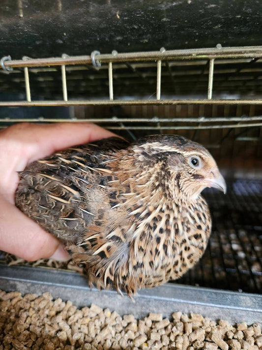Jumbo Brown Coturnix