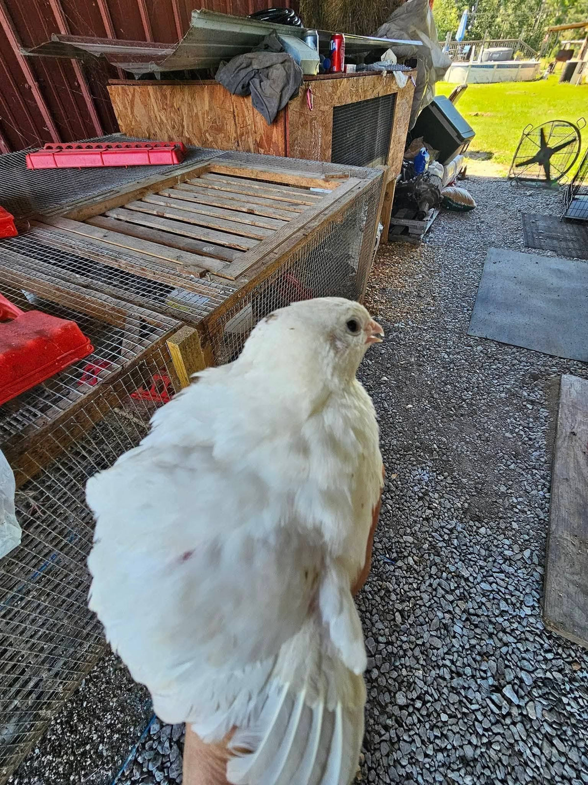 Jumbo white Coturnix