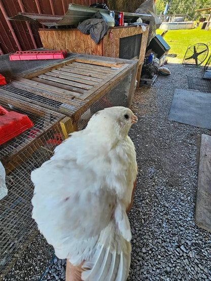 Jumbo white Coturnix