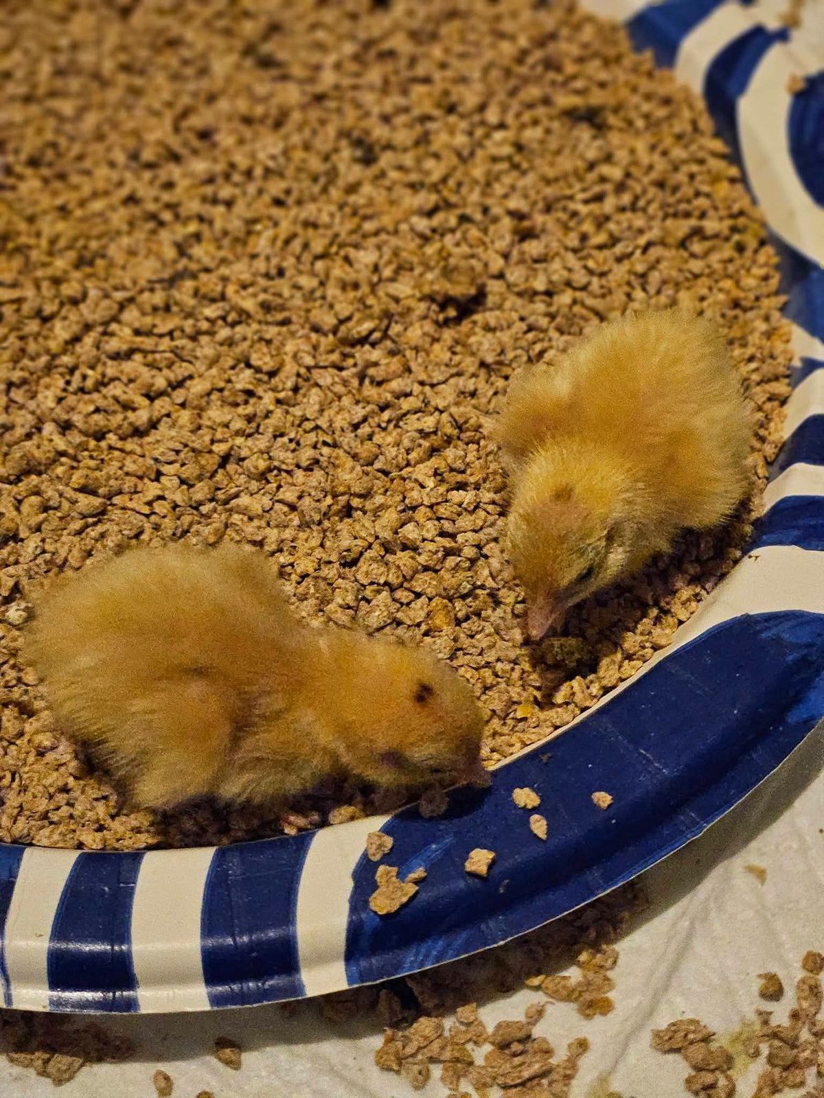 Jumbo white Coturnix