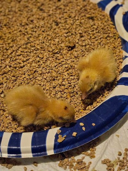 Jumbo white Coturnix